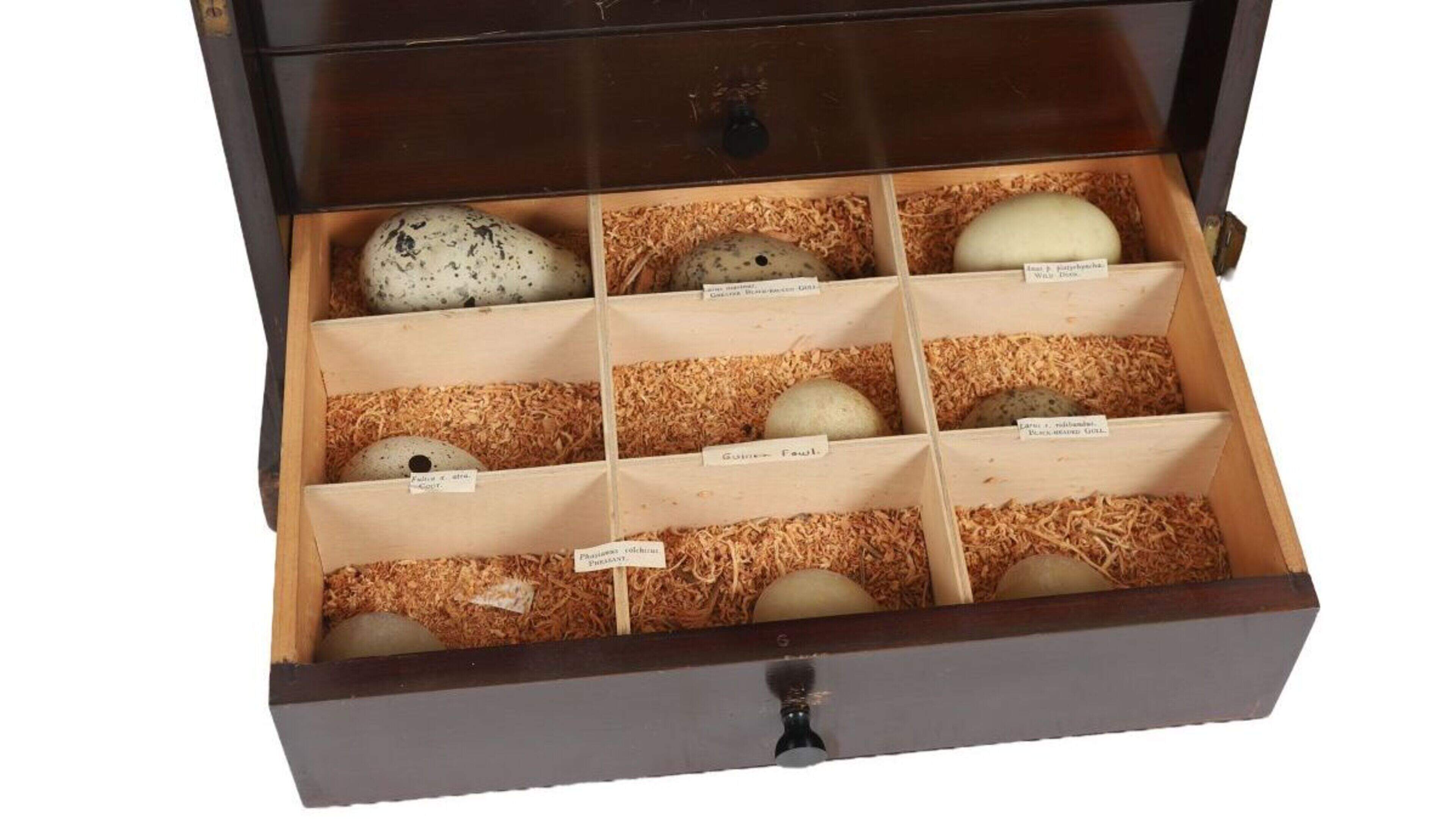 Stuffed ibex, historic guns and curiosities among unusual lots at intriguing Wicklow auction